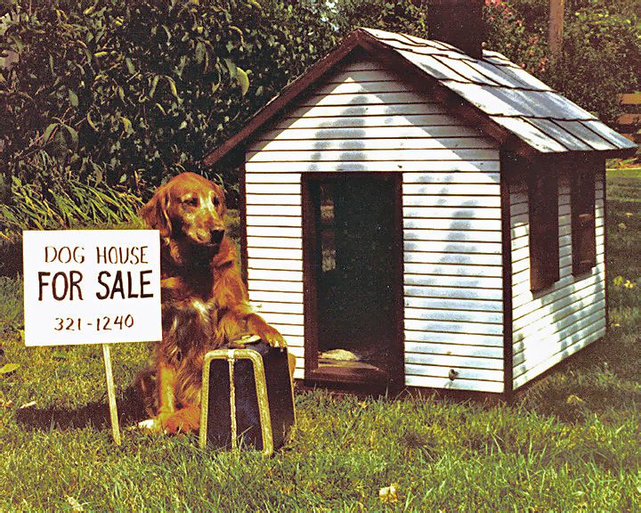 1981 dog house